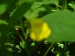 rozmazany žlutý květ (.JPG